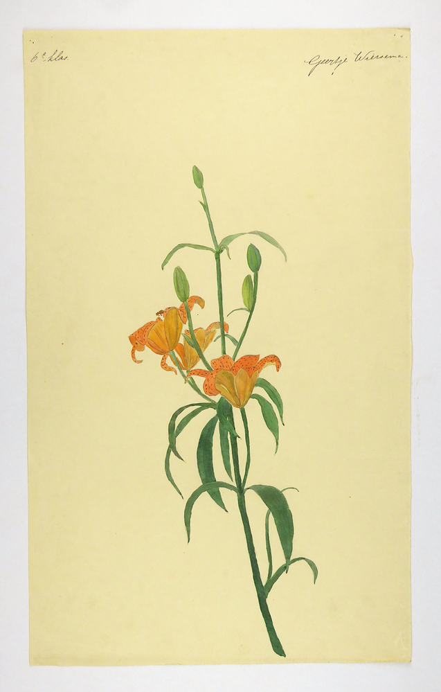 bloemtak met hieraan 2 donkergeel / oranje bloemen uit de knop en 3 knoppen.