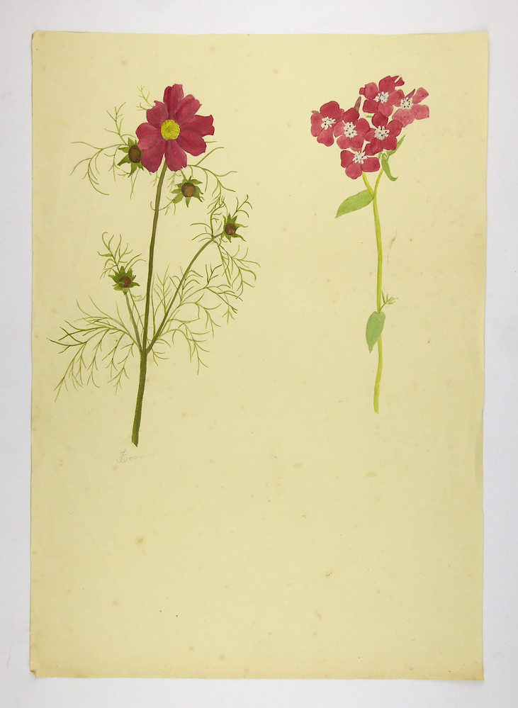 links rode bloem met geel hartje en rechts rode bloemetjes met wit hartje