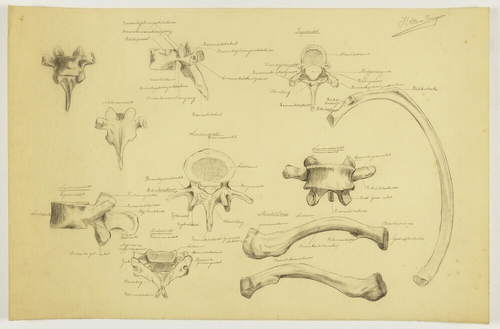 ontwerptekening anatomische studies van botten en gewrichten, met benamingen onderdelen daarbij geschreven watermerk papier Kersz, rechterkant achterzijde
