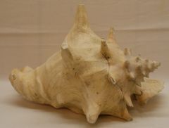 Strombus Gigas