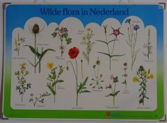 Wilde flora in Nederland