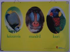 Keizersvis Mandril Loeri