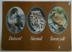 Buizerd Steenuil Torenvalk