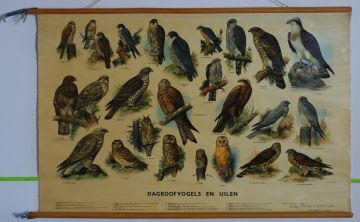 Dagroofvogels en uilen