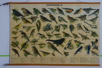 Zangvogels