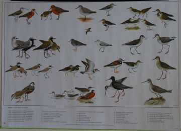 Vogels van wad en kust