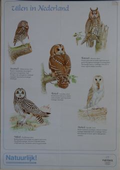 Uilen in Nederland