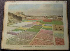 Bloembollenteelt bij Noordwijk aan Zee