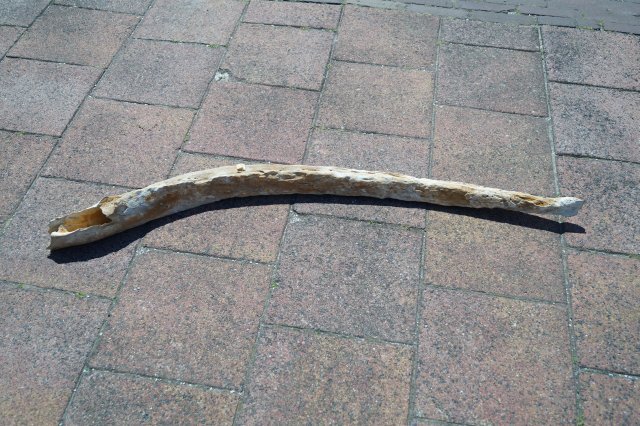 Rib van een walvisachtige