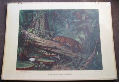 In het Braziliaanse oerwoud