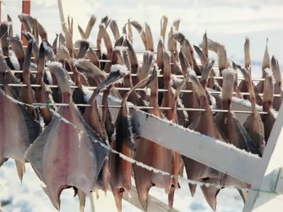 Vis aan rek (vis drogen)