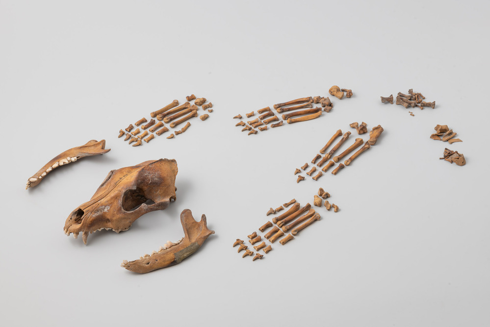 Hondenbotten in omgekeerde pot