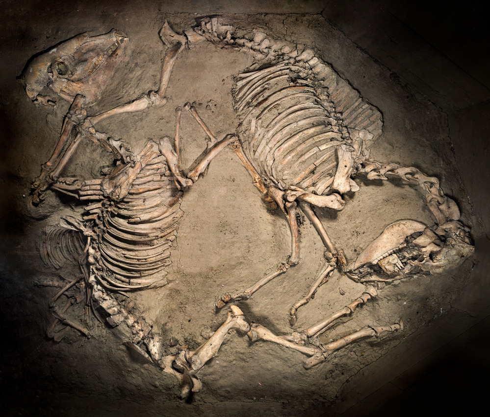 Dubbel paardengraf met hond uit de wierde De Bouwerd bij Ezinge