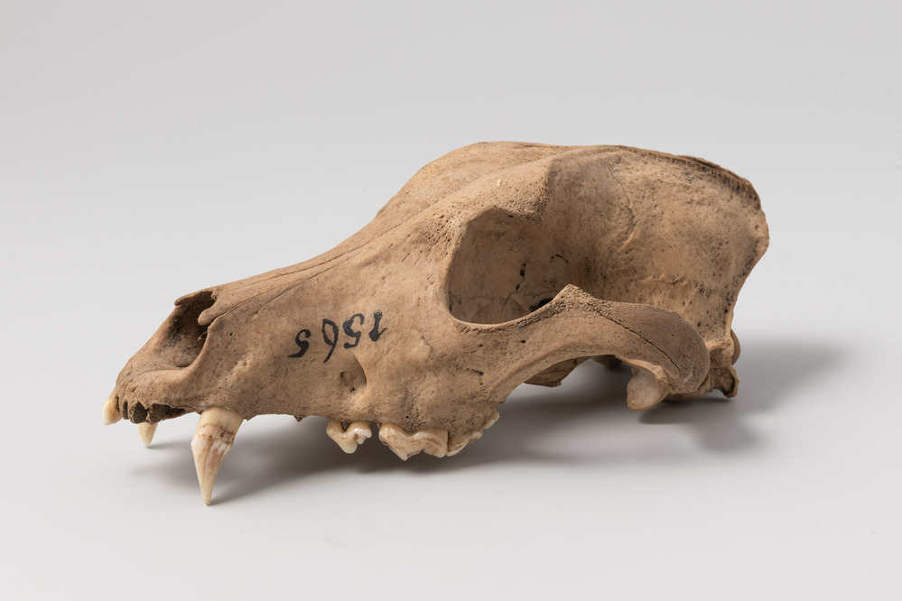 Hondenschedel met losse kaken