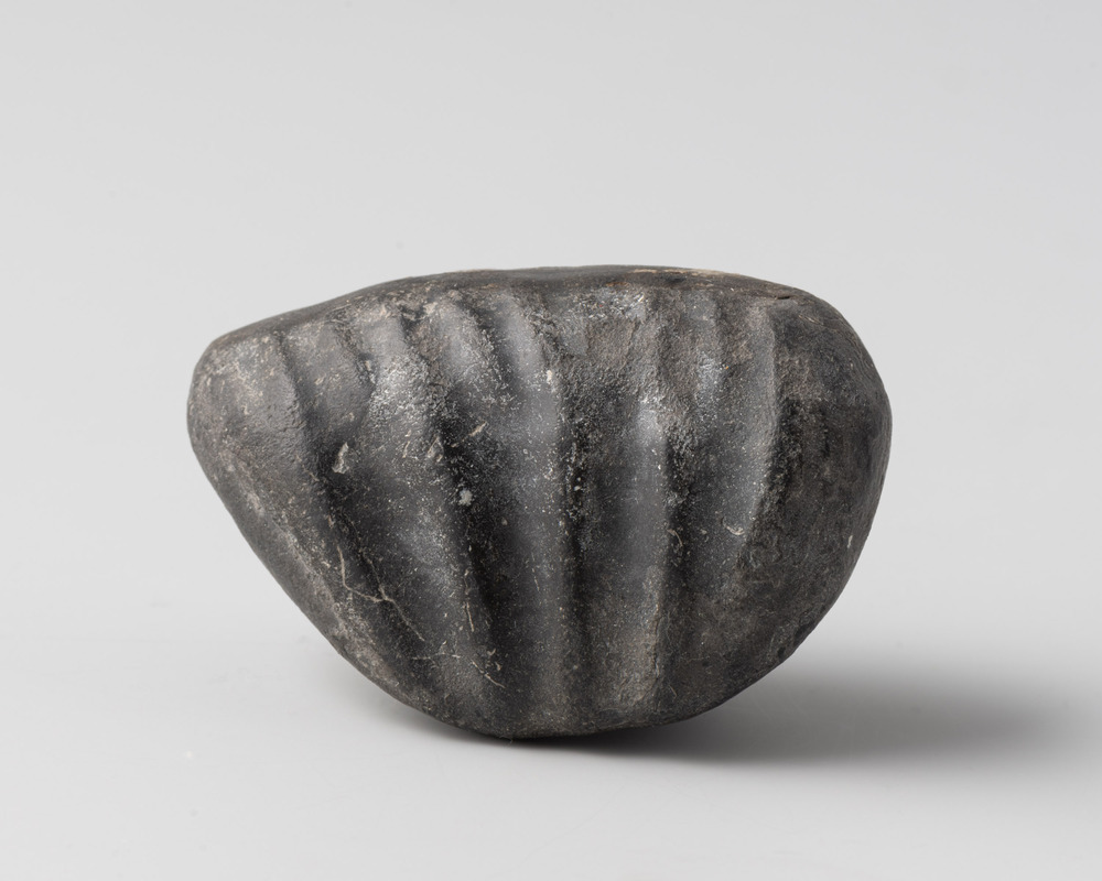 Fossiel van ammoniet